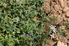 Pelargonium alchemilloides