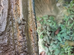 Myrmarachnini