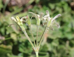 Pelargonium alchemilloides