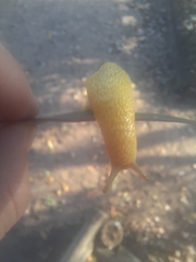 Elisolimax flavescens