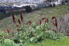 Melianthus major