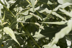 Persicaria senegalensis