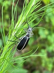 Epicauta cinerea-group