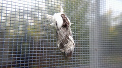Tolype velleda