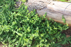 Ornithopus compressus