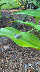Hyla femoralis