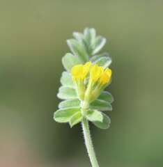 Ornithopus compressus