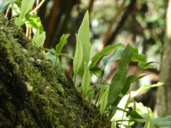 Microsorum pustulatum pustulatum