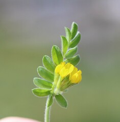 Ornithopus compressus