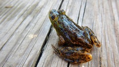Lithobates septentrionalis