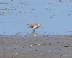 Calidris ferruginea