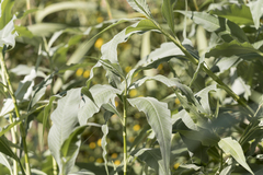 Persicaria senegalensis