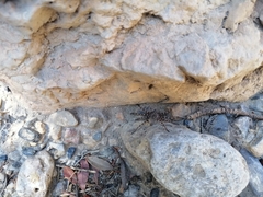 Eusparassus walckenaeri