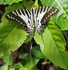 Graphium nomius