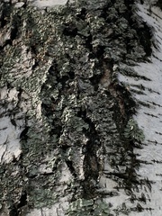 Flavopunctelia soredica