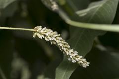 Persicaria senegalensis