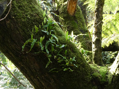 Microsorum pustulatum pustulatum