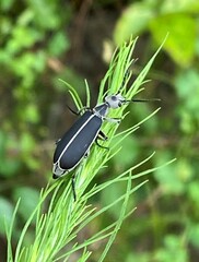 Epicauta cinerea-group