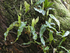 Microsorum pustulatum pustulatum