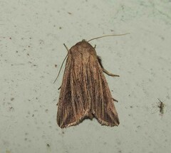 Mythimna riparia