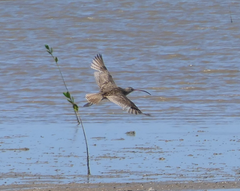 Numenius madagascariensis