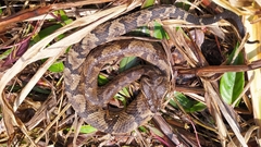 Bothrocophias microphthalmus