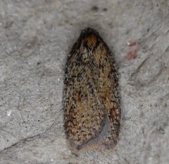 Acleris maccana
