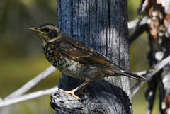 Turdus eunomus