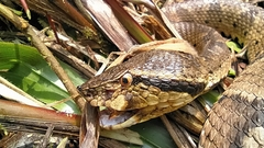 Bothrocophias microphthalmus
