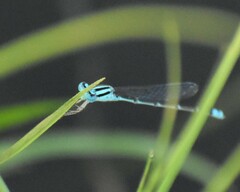 Pseudagrion