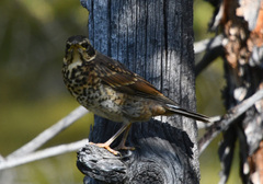 Turdus eunomus