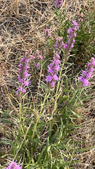 Liatris punctata