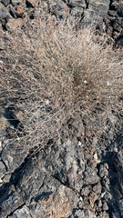 Stephanomeria pauciflora