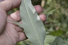 Persicaria senegalensis