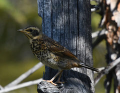 Turdus eunomus