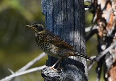 Turdus eunomus