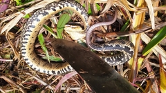 Bothrocophias microphthalmus