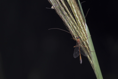 Enicospilus melanocarpus