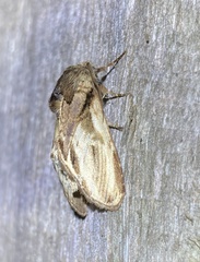 Pauluma nubila
