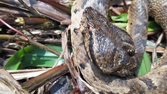 Bothrocophias microphthalmus