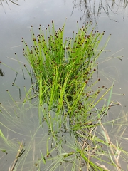 Eleocharis obtusa