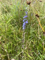 Lobelia amoena