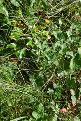 Ranunculus propinquus subborealis