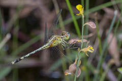 Utricularia bifida