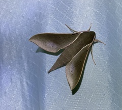 Xylophanes porcus