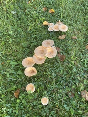 Lactarius helvus