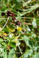 Ranunculus propinquus subborealis