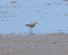 Calidris ferruginea
