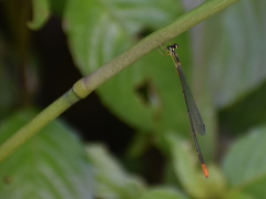 Leptobasis vacillans