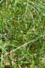 Stellaria ciliatosepala